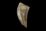 Bargain, Tyrannosaur (Nanotyrannus) Tooth - Montana #92799-1